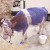 Purple cow