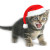 christmascat