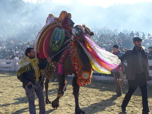 camel wrestling