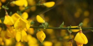 Insider Trading: Atatürk Arboretum ataturk arboretum