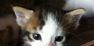 The Many Cat Personalities of Istanbul