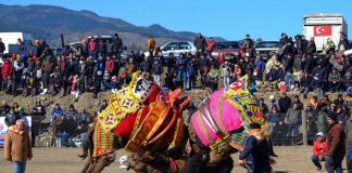 Camel Wrestling in Turkey camel wrestling