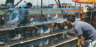 Through the Lens: Edirnekapı Kuş Pazarı (Bird Market)