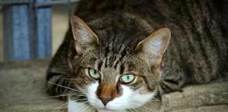 A Guide to Adopting Street Animals in Turkey