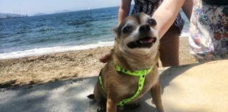 Pet Life: On Having a Dog in Istanbul (The Adventures of Bruno) Dog in Istanbul