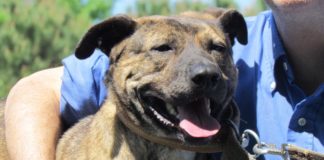 Winter Preparations Underway at Boğaziçi University’s Dog Sanctuary Boğaziçi University's Dog Sanctuary