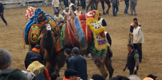 Camel Wrestling in the Land of the Efe