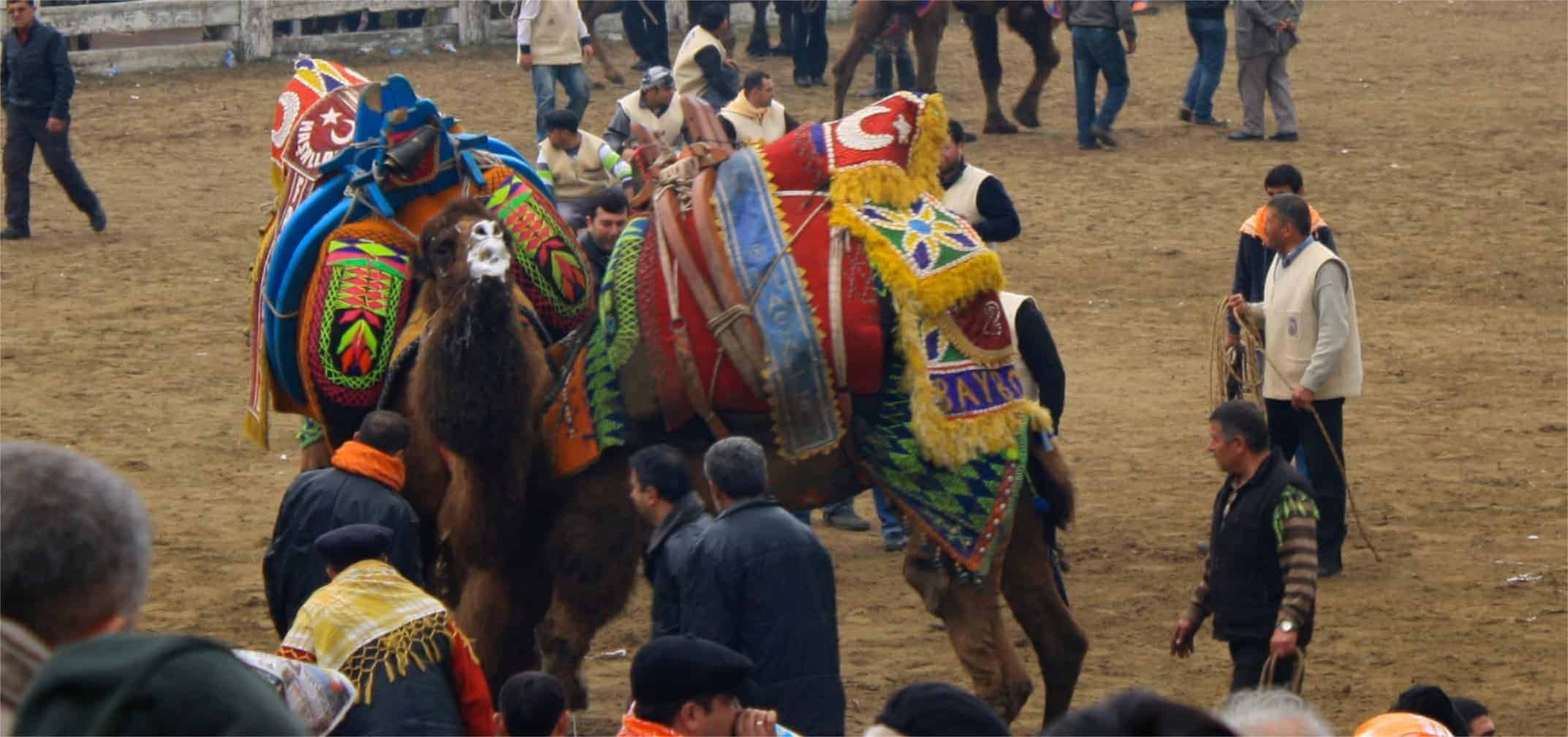 Camel wrestling in Turkey