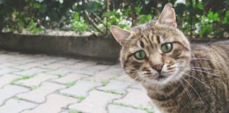 In Conversation with Maximiliane Wittek of “A.C.A.B. – All Cats Are Beautiful” All Cats Are Beautiful