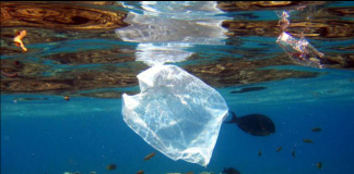 Not-So-Eco-Friendly “Bio-degradable” Plastic Bags