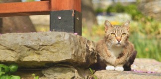 Five Things to Photograph in Istanbul