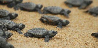 Turtle Conservation Volunteering in Dalyan: DEKAMER – My Experience