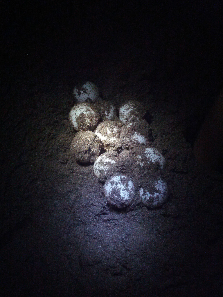 DEKAMER Loggerhead Turtle Eggs