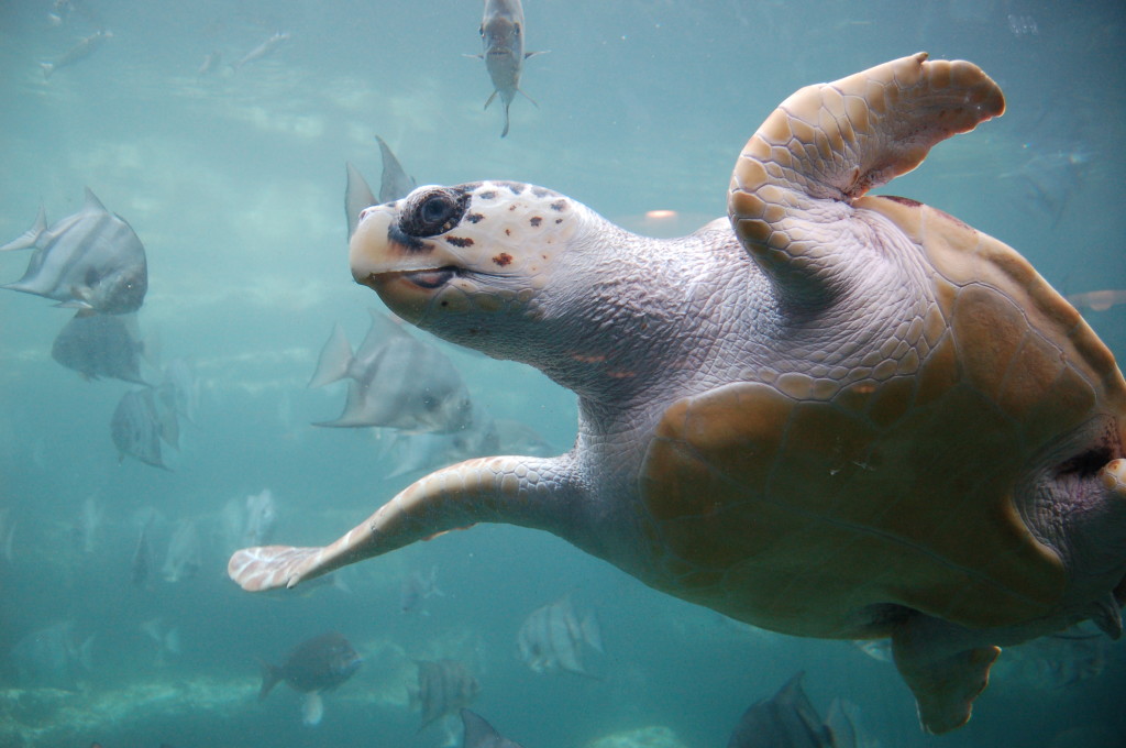 Loggerhead Sea Turtle (Source: ukanda)
