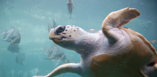 Sea Turtles in Turkey: Caretta Caretta Conservation at Iztuzu Beach