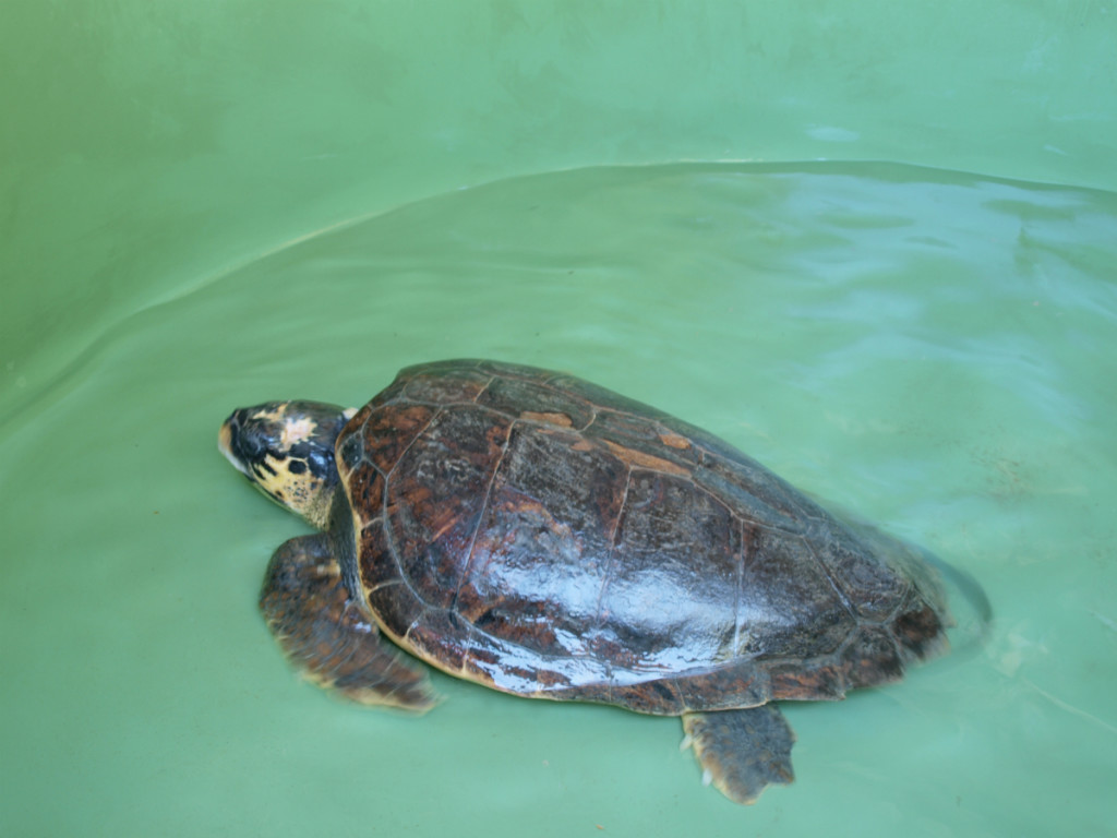 DEKAMER Neslihan, one of the Loggerhead Turtles
