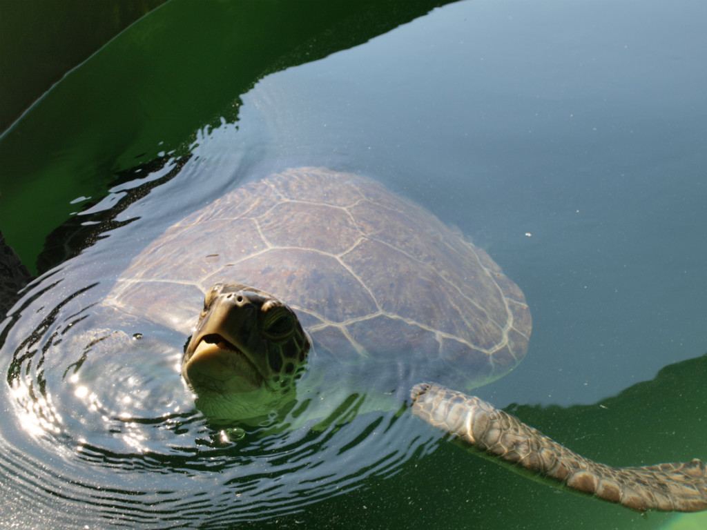 DEKAMER Ilsu, one of the Green Turtles