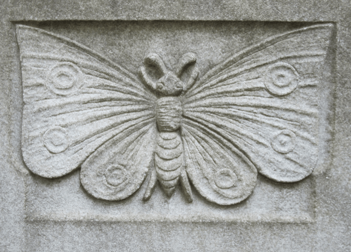 Dönme tombstone butterfly C.M. Kosemen