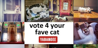 VOTING ENDS TODAY: Top 10 Istanbul Cat Photos of 2014