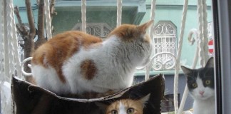 In Conversation with Hilary Sable, Founder of “Cihangir…Cool for Cats” hilary sable