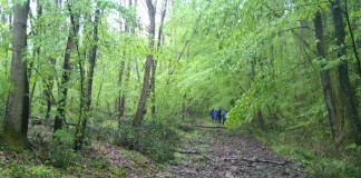 Green Getaway: Iğneada Longoz Forests National Park iğneada path