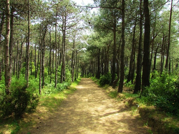 tarabya haci osman korusu 3