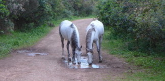 What I’ll Miss about Istanbul Burgazada