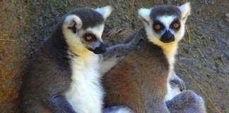 How to Make Friends as a Foreigner in Istanbul make friends