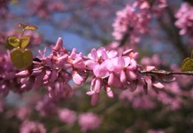 What Colour is Spring?