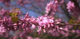 What Colour is Spring?