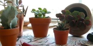 Botanical Printmaking Series @ Circuit Istanbul