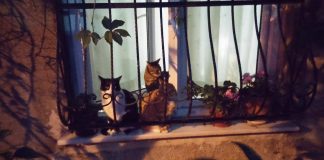 Letter from Istanbul: Anlaşma (or ‘The Arrangement’) Letter from Istanbul: Anlaşma, (or ‘The Arrangement’)