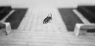 “Ceratonia” @ Leica Gallery Istanbul Ceratonia