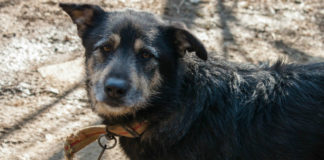 BU Paws: Boğaziçi University’s Dog Sanctuary