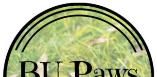 Hiring: Organizational Development Intern @ BU Paws