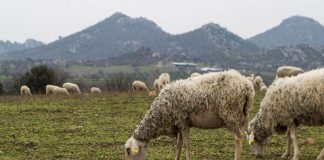 (Apr 12 – Jul 15) “Bureau of Unspecified Services” @ SALT Galata