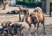 Izmir Chronicles: Izmir Zoo (Doğal Yaşam Parkı)