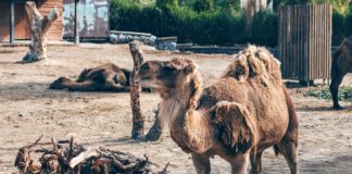 Izmir Chronicles: Izmir Zoo (Doğal Yaşam Parkı)