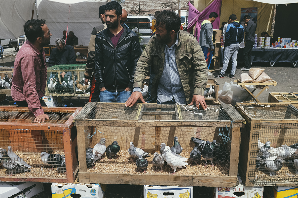 Through the Lens: Edirnekapı Kuş Pazarı (Bird Market)
