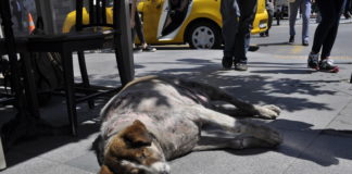 Take 5: Nişantaşı (Glitz Edition)