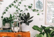 Guide to Houseplant Hunting in Istanbul