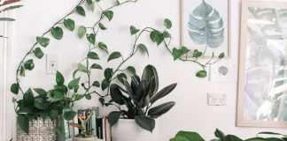 Guide to Houseplant Hunting in Istanbul