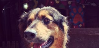 Tails of Istanbul: Despair to Hope for Stray Cats and Dogs Tails of Istanbul