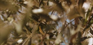 The Olive Tree: Turkey’s Past, Present, and Future The Olive Tree: Turkey's Past