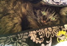 Leaving Turkey with Pets 101 Leaving Turkey With Pets 101 Default