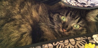 Leaving Turkey with Pets 101 Leaving Turkey With Pets 101 Default