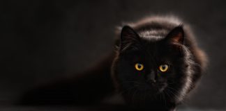 Black Cats and Slippers: Turkish Superstitions