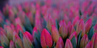 Istanbul Tulip Festival: Last Call!