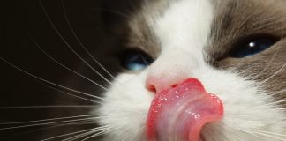 Turkish Tongue Twisters: Tekerleme tongue twisters