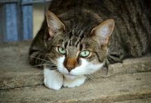 A Guide to Adopting Street Animals in Turkey